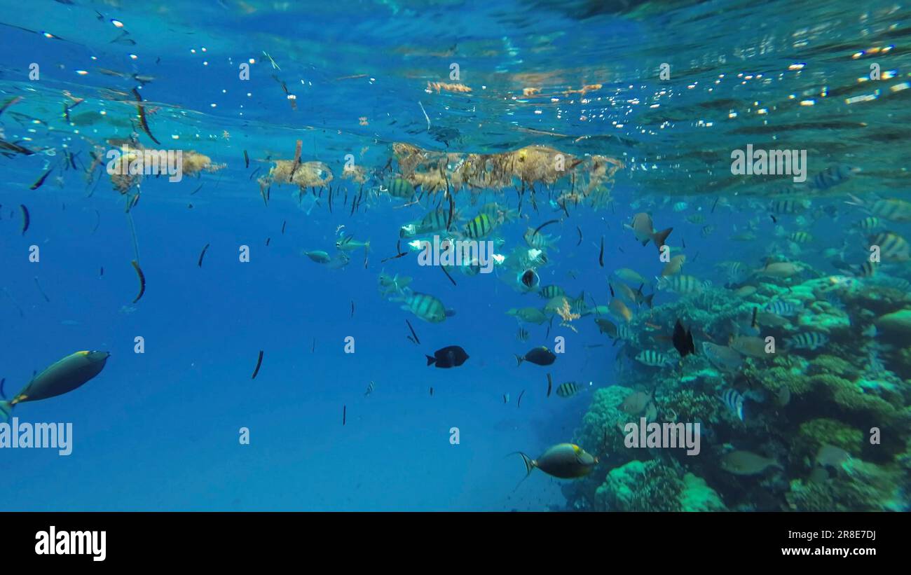 Shoal of mackerel fish and other tropical fish feed below surface of water among drifting algae, debris and plastic, Red sea, Egypt Stock Photo
