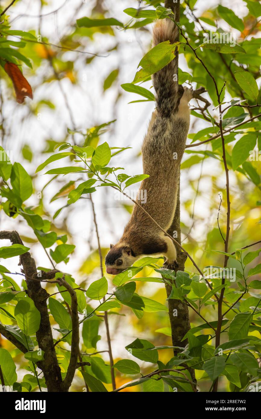 Grizzled giant squirrel (Ratufa macroura) hanging down from a branch and searching for food in the forest. Stock Photo