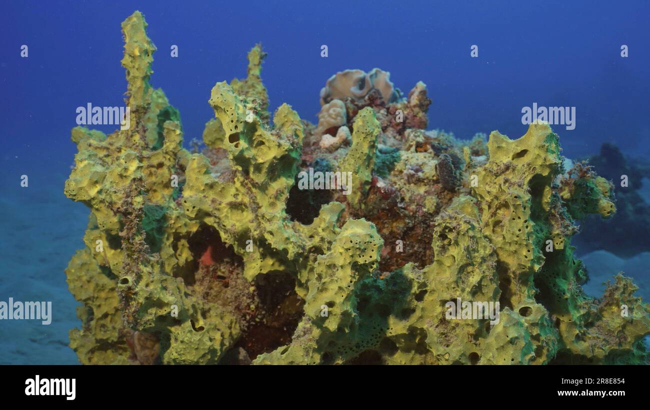 Yellow sea sponge hi-res stock photography and images - Page 4 - Alamy