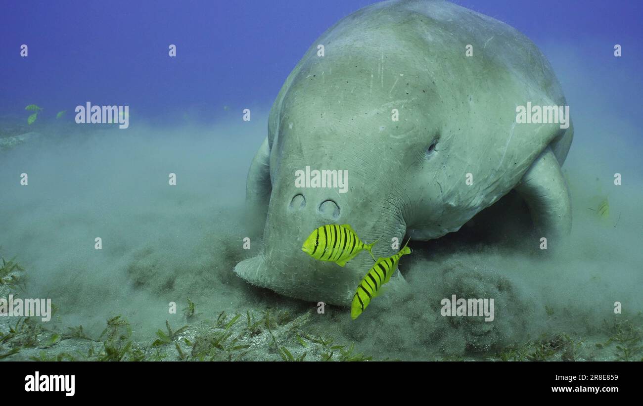Portrait of Sea Cow eating algae on seagrass meadow. Dugong (Dugong