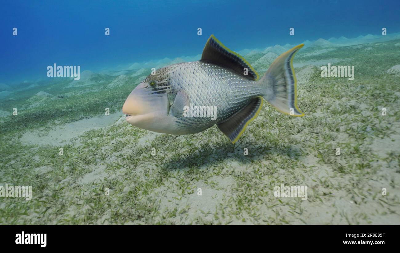 Close up of Yellowmargin Triggerfish (Pseudobalistes flavimarginatus) swim over sandy bottom covered with green algae, Red sea Egypt Stock Photo
