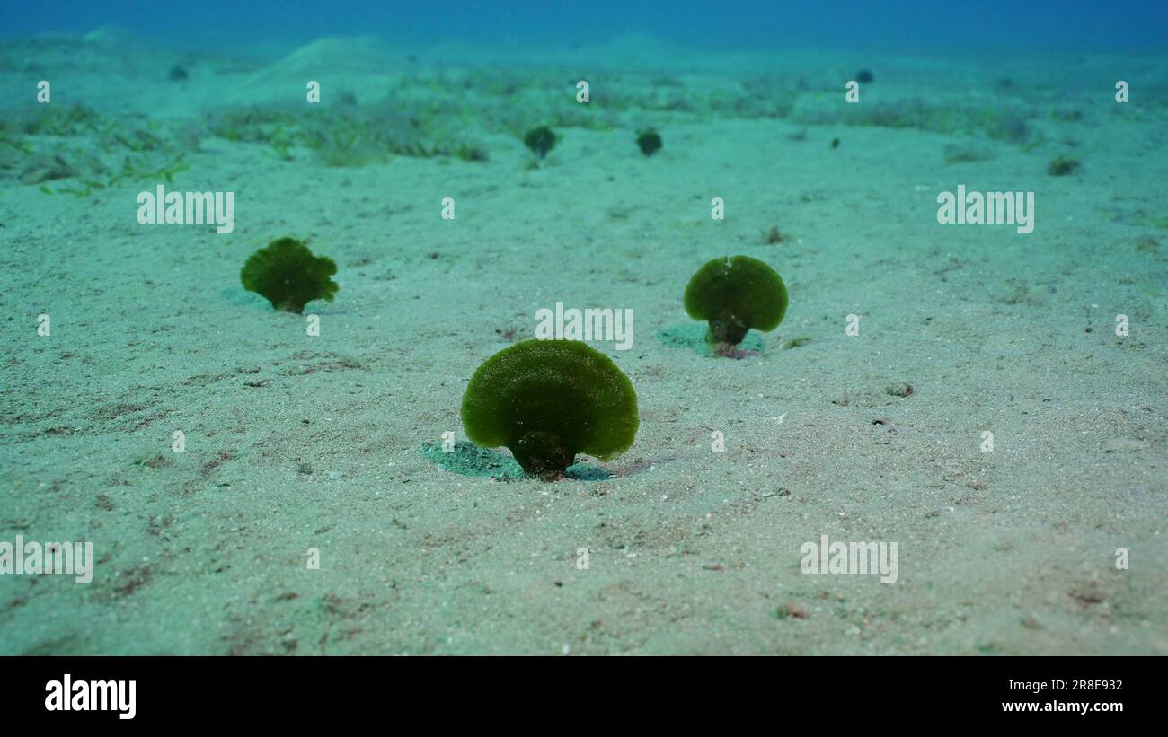 Red Sea, Egypt. 17th June, 2023. Solitary fan green seaweed (Avrainvillea erecta) on sandy bottom in daytime, Red sea, Egypt (Credit Image: © Andrey Nekrasov/ZUMA Press Wire) EDITORIAL USAGE ONLY! Not for Commercial USAGE! Stock Photo