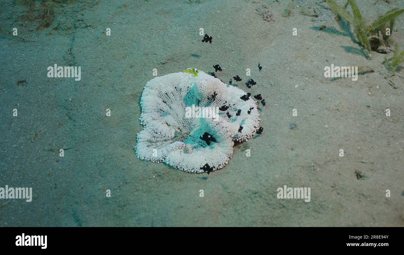 Red Sea, Egypt. 17th June, 2023. Top view, Babies of Red Sea Anemonefish (Amphiprion bicinctus) and Domino Damsels (Dascyllus trimaculatus) in Adhesive Sea Anemone (Heteractis aurora) Red sea, Egypt (Credit Image: © Andrey Nekrasov/ZUMA Press Wire) EDITORIAL USAGE ONLY! Not for Commercial USAGE! Stock Photo