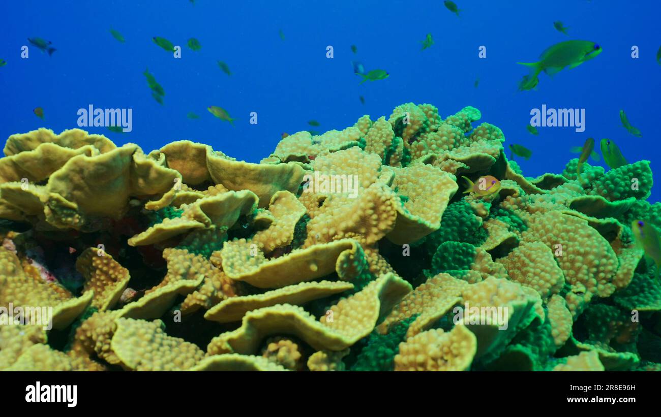 Red Sea, Egypt. 17th June, 2023. School of Sea Goldie or Lyretail Anthias, Orange Basslet (Pseudanthias squamipinnis) floats above Lettuce coral or Yellow Scroll Coral (Turbinaria reniformis) in blue water, Red sea, Egypt (Credit Image: © Andrey Nekrasov/ZUMA Press Wire) EDITORIAL USAGE ONLY! Not for Commercial USAGE! Stock Photo