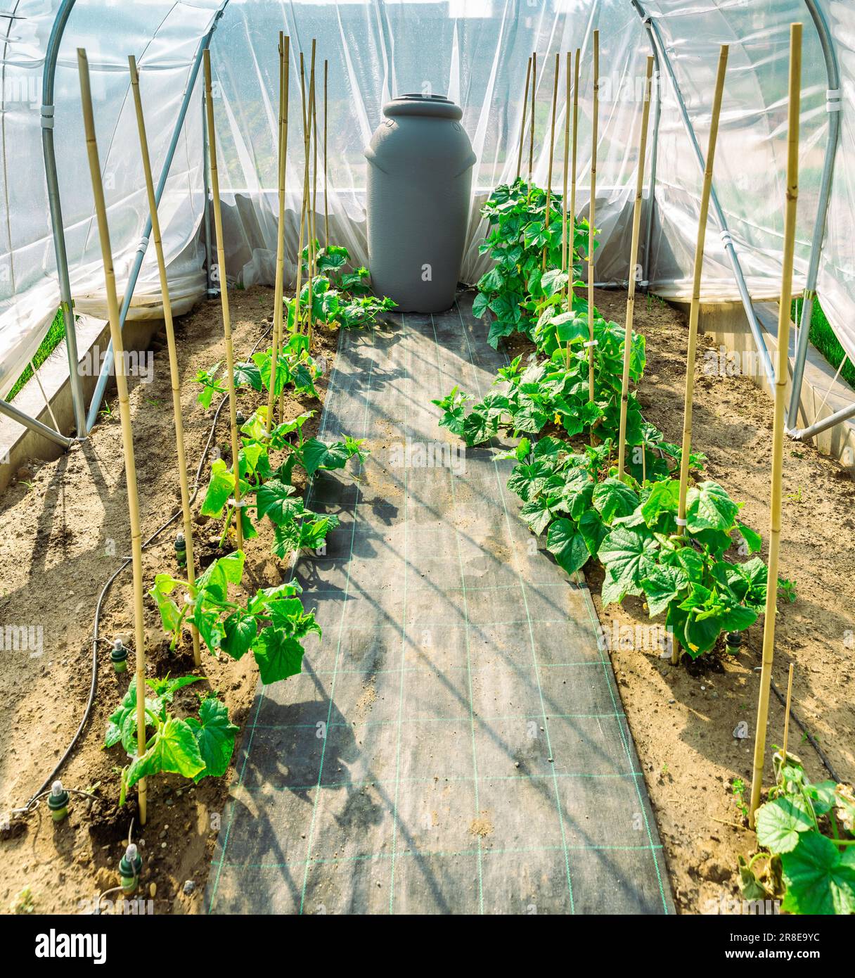 Growing vegetable in small portable greenhouse with water irrigation