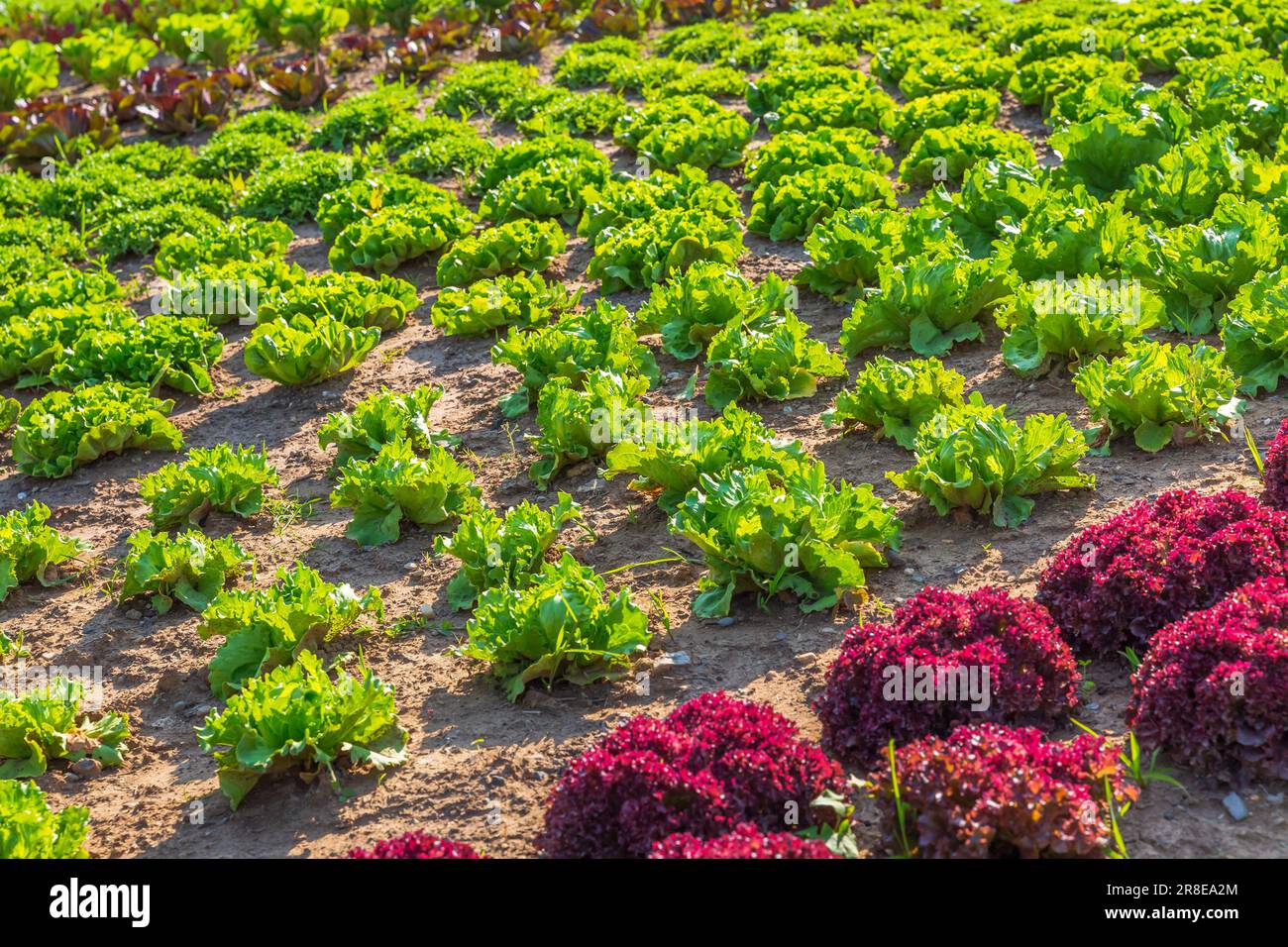 Agricultural field with rows of lettuce plants, rural landscape