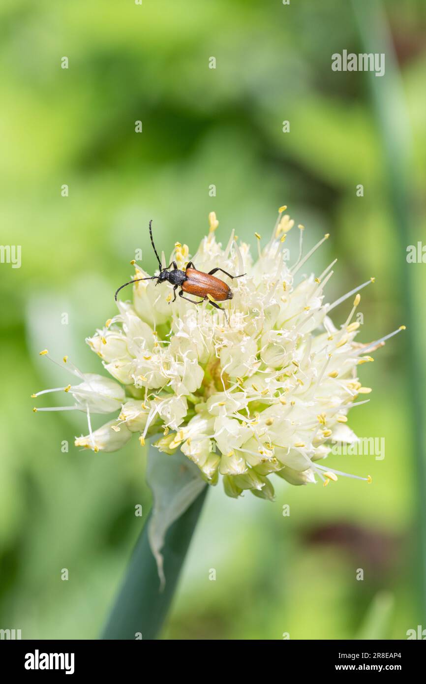 A red beetle with a long mustache feeds on on a blooming onion. A