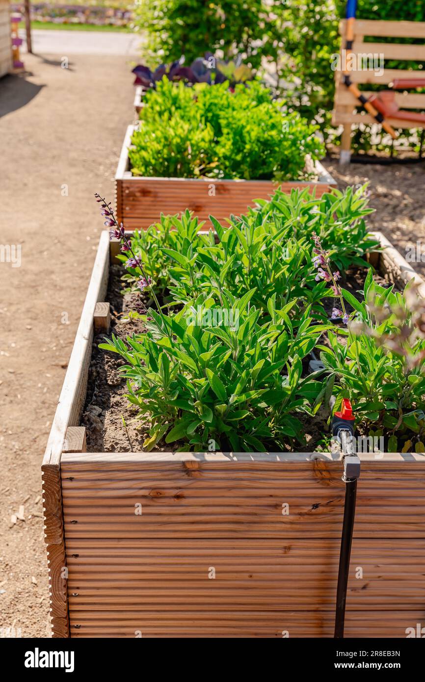 Vegetable garden with wooden raised beds for herbs, fruits and vegetables Stock Photo