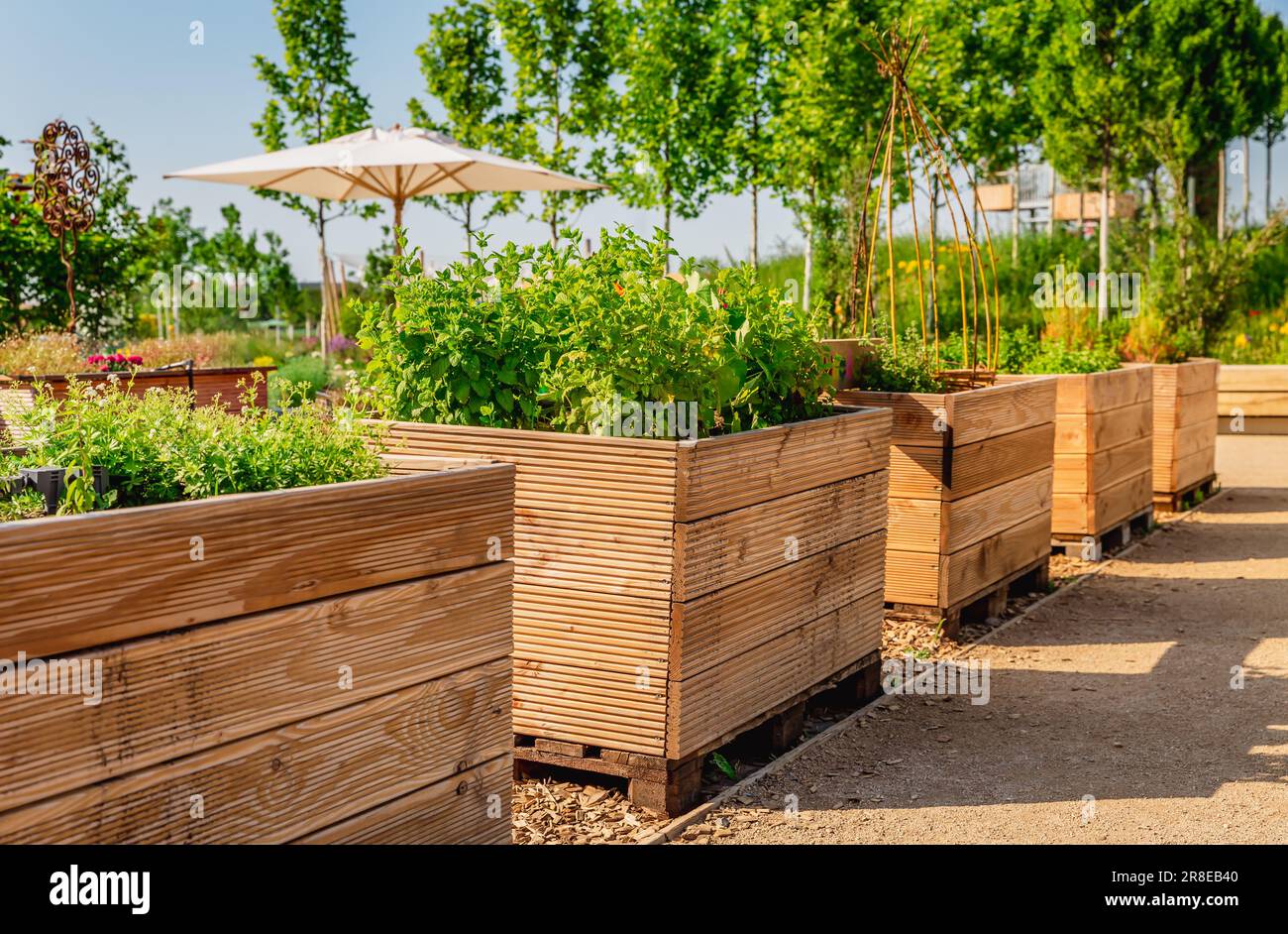 Vegetable garden with wooden raised beds for herbs, fruits and