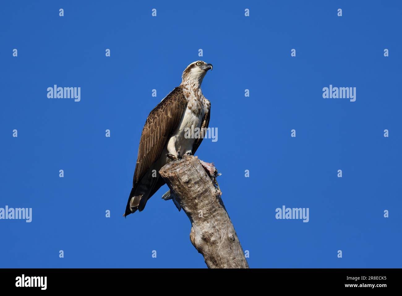 An Australian immature Osprey -Pandion haliaetus- bird perched on a tree stump guarding its freshly caught fish from other birds in morning sunlight Stock Photo
