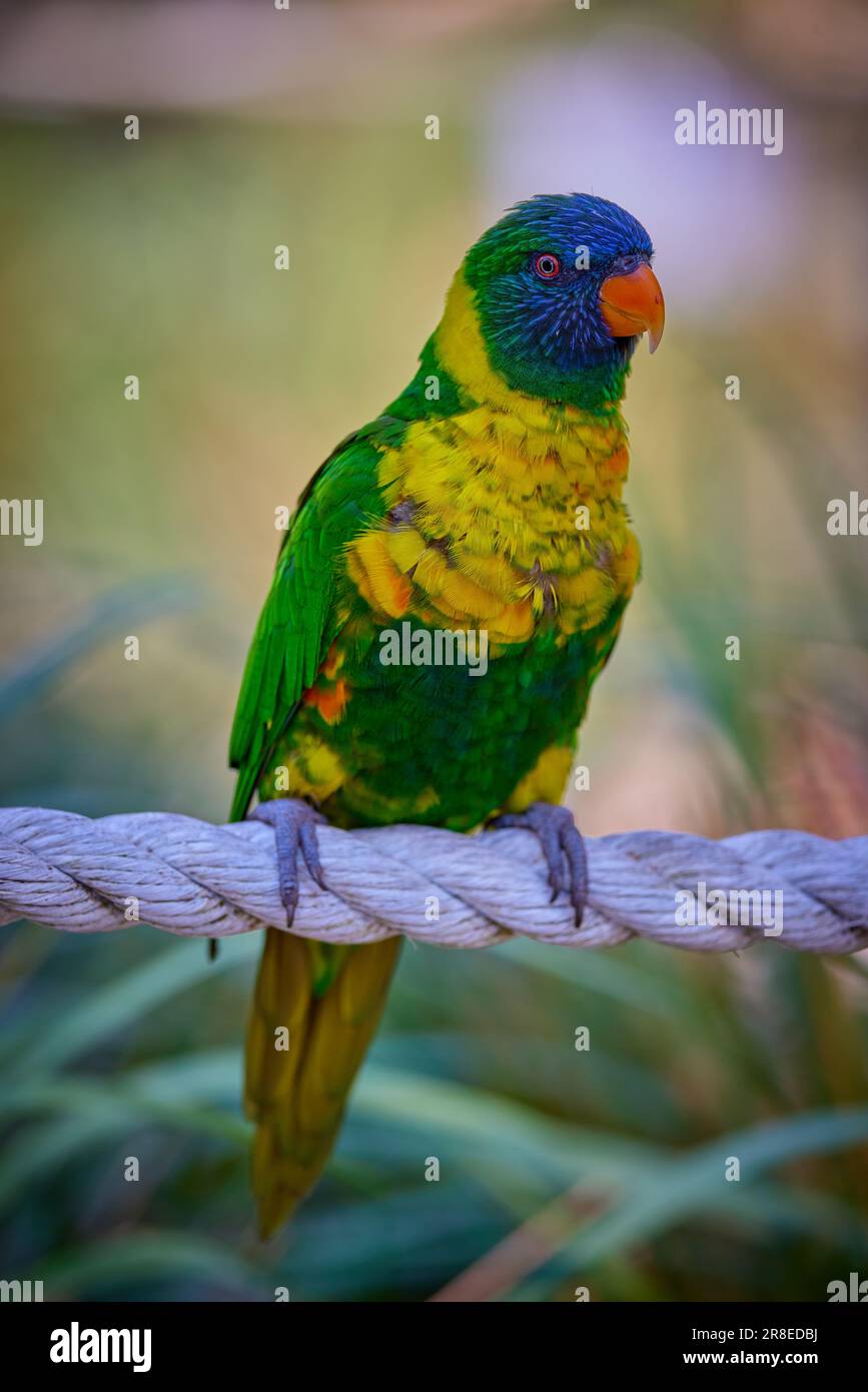 A marigold lorikeet perched atop a rope. Stock Photo