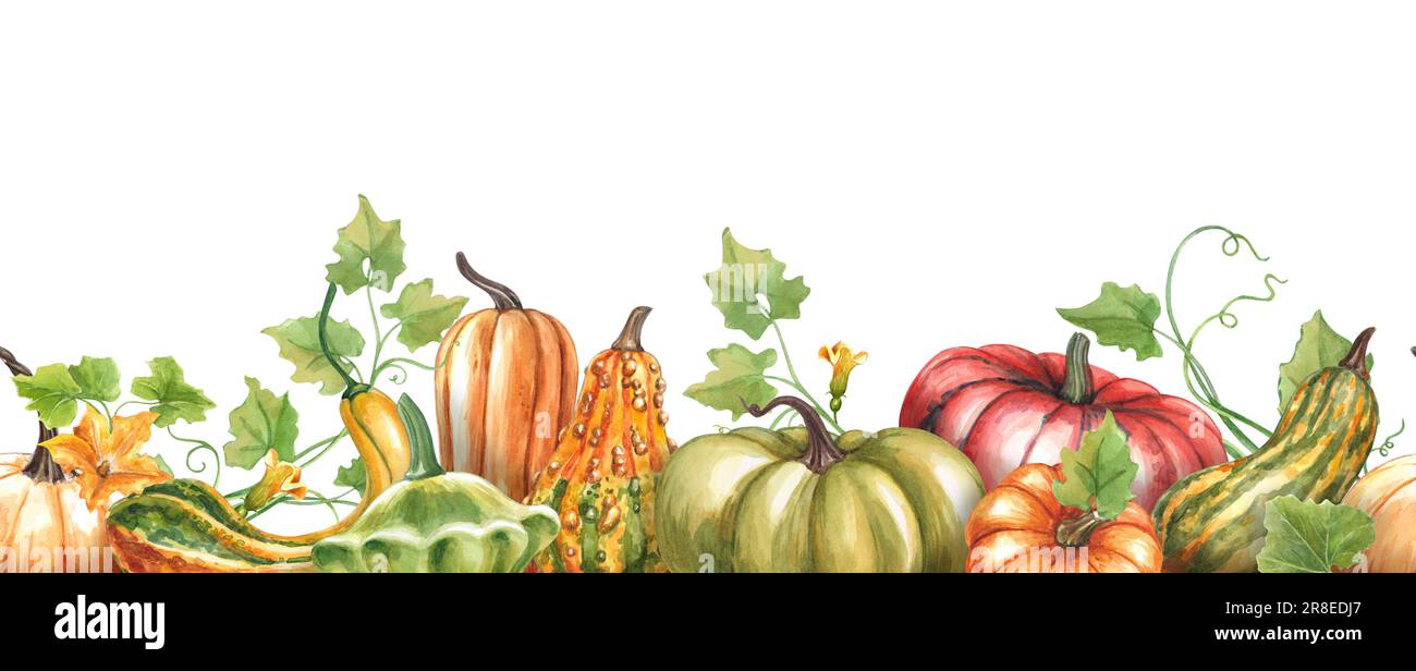Seamless border of pumpkins. Watercolor hand drawn illustration of ...