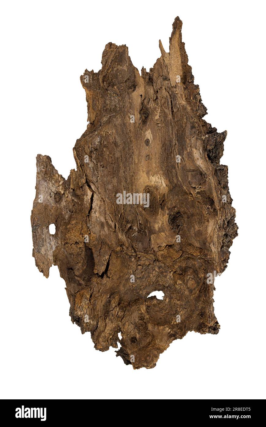Texture tree bark on white isolated background, top view. Natural material, podium for product. Design element. Copy space Stock Photo