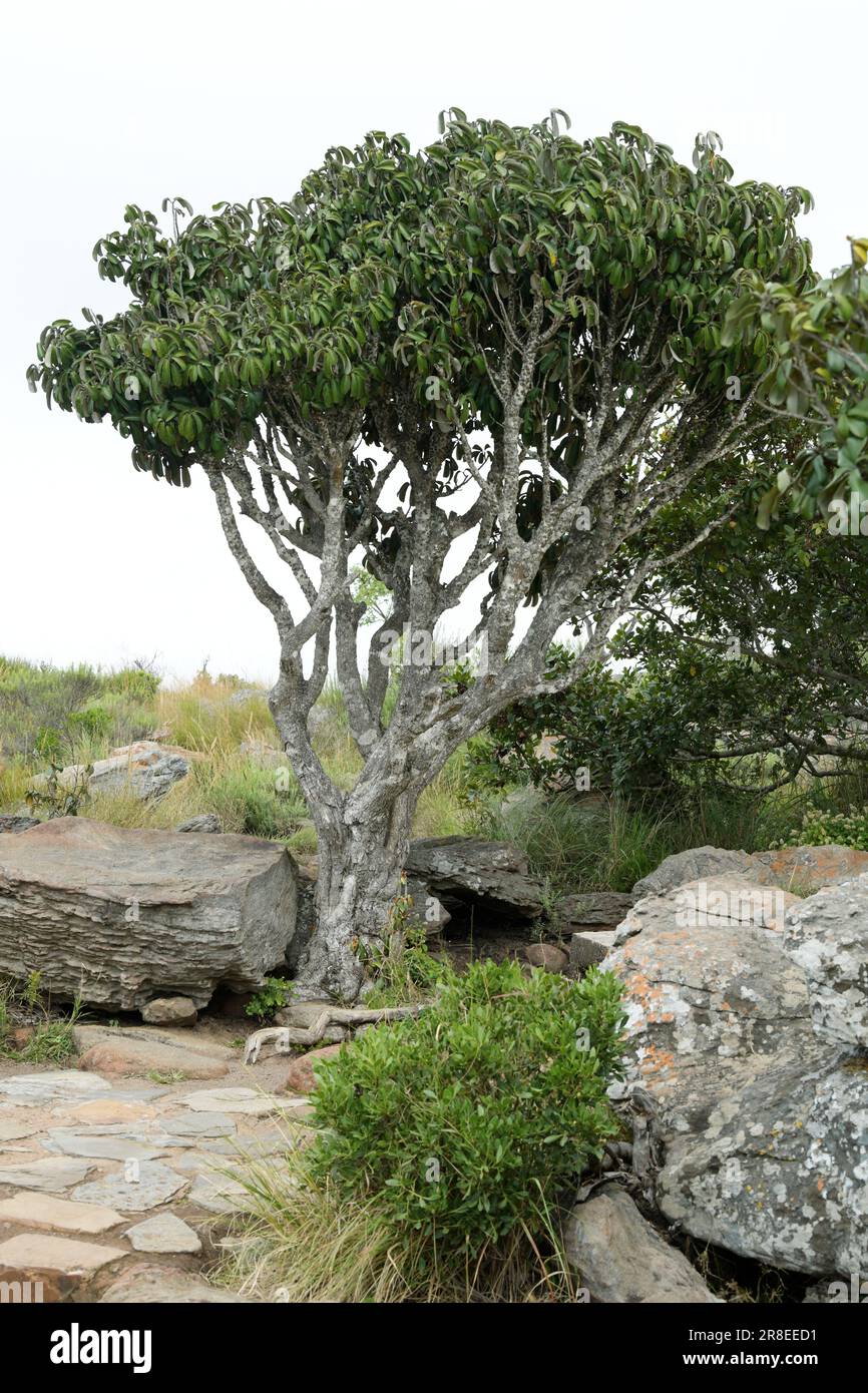 Native African plant, Milkplum tree growing in natural habitat, Drakensberg, Graskop, South Africa, Englerophytum magalismontanum, botany illustration Stock Photo