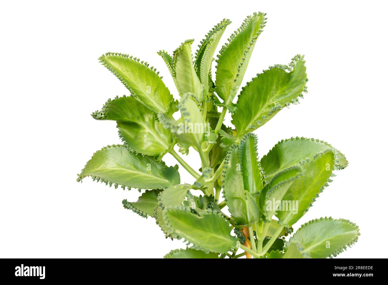 Mother of thousands succulent plant on white isolated background Stock ...