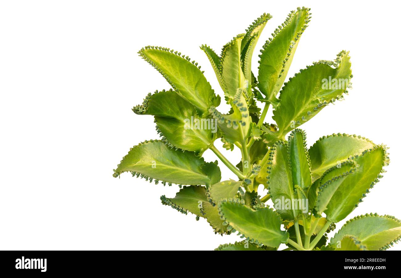 Bryophyllum daigremontianum or mother of thousands plant isolated on white background Stock Photo