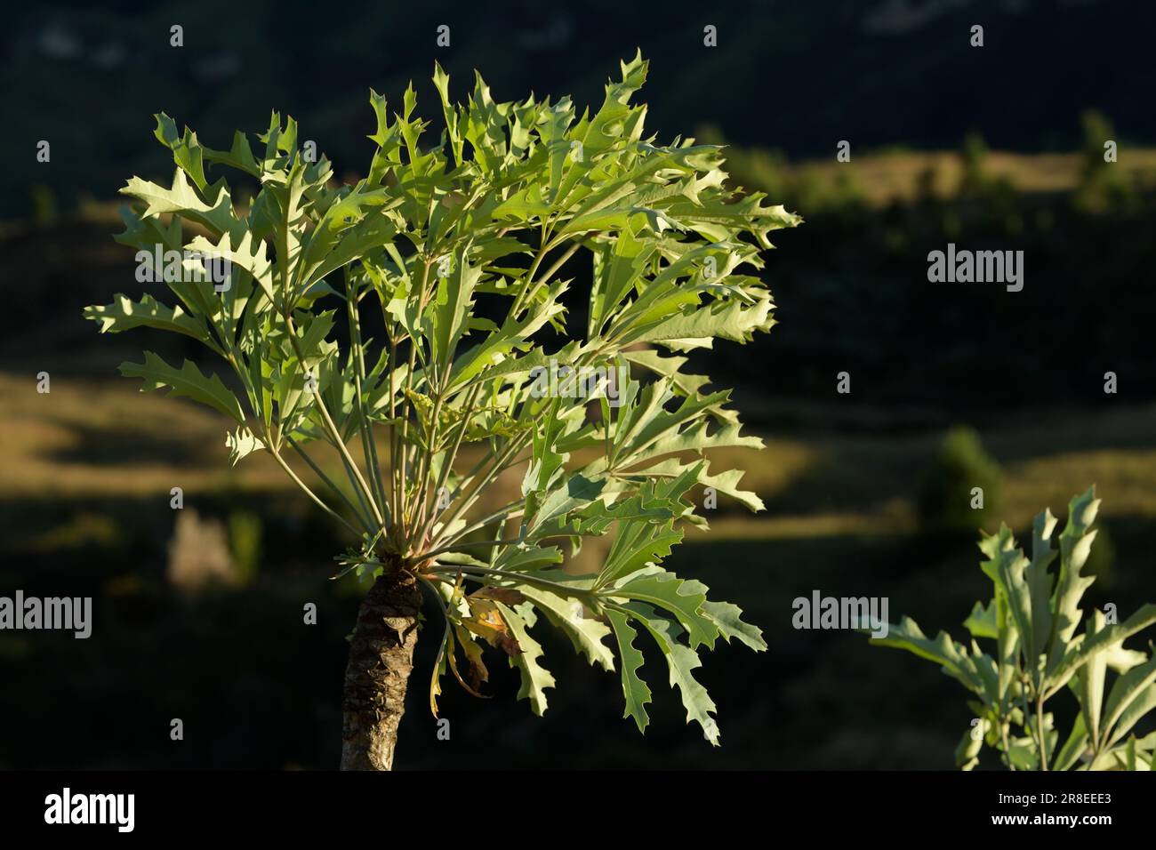 Plants of Africa, Highveld Cabbage tree, Cussonia paniculata, high altitude plant of Drakensberg, KwaZulu-Natal, South Africa, leaf growth tip Stock Photo