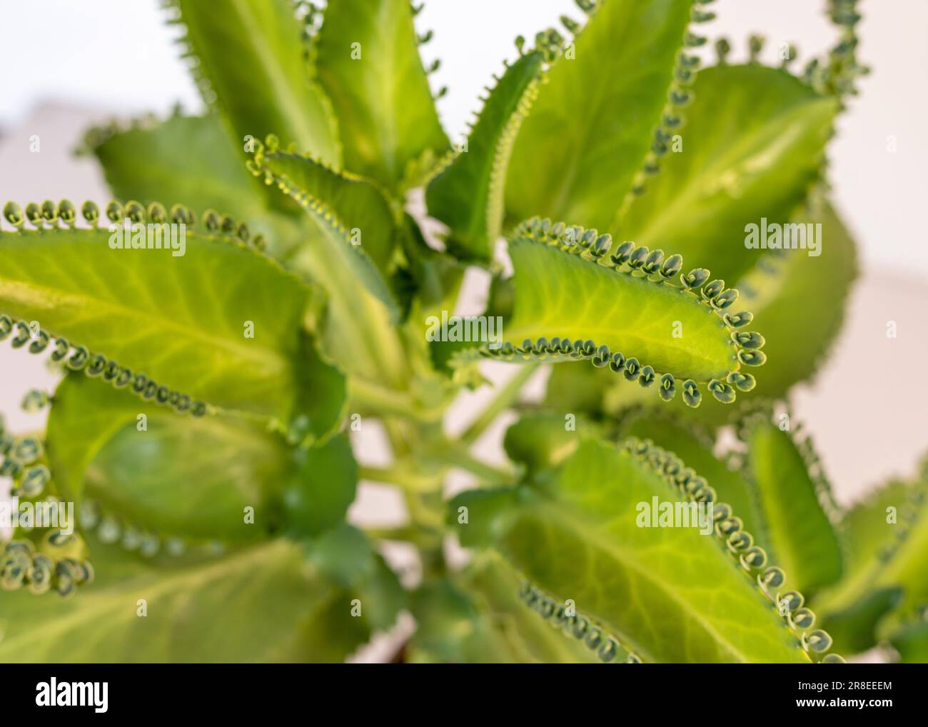 Kalanchoe Mother of thousands succulent closeup. Stock Photo