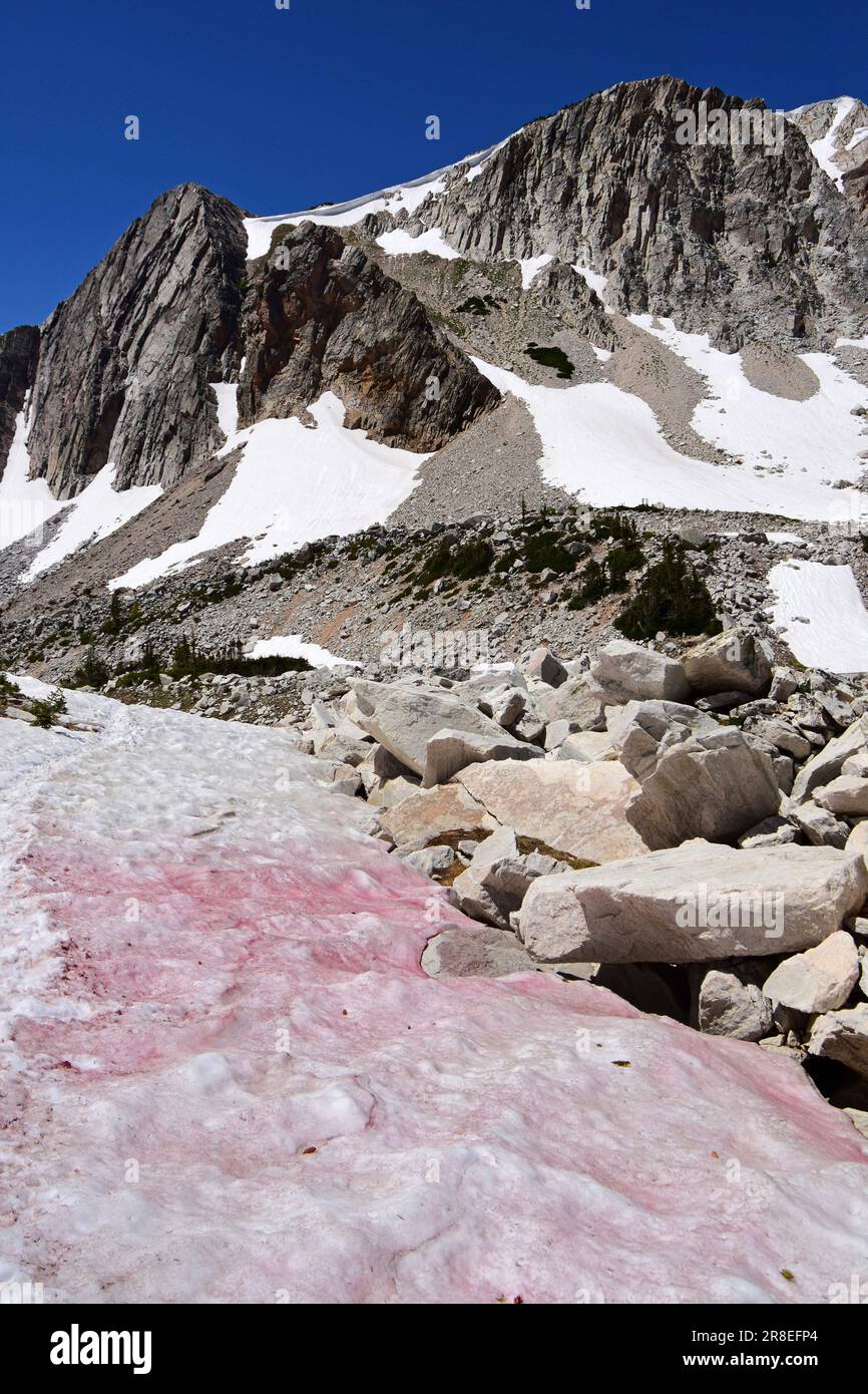 pink watermelon snow and granite mountain peaks on a sunny summer day
