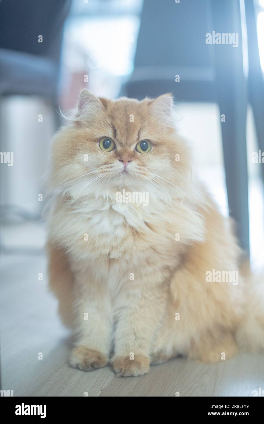 Golden British Long hair Cat looking at camera Stock Photo