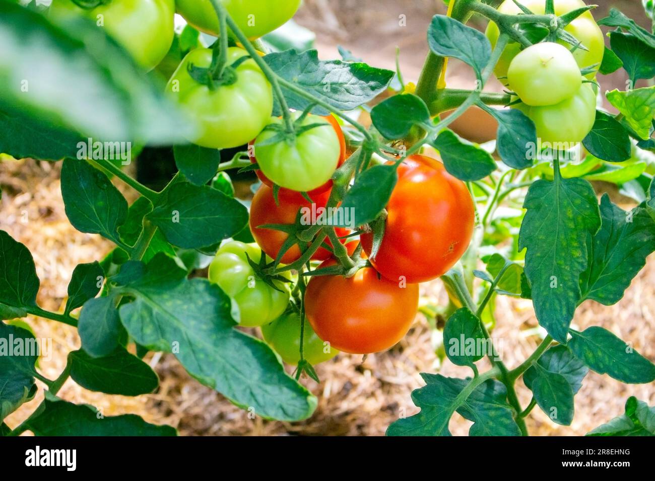Green and red tomatoes on a plant in rural area Stock Photo - Alamy