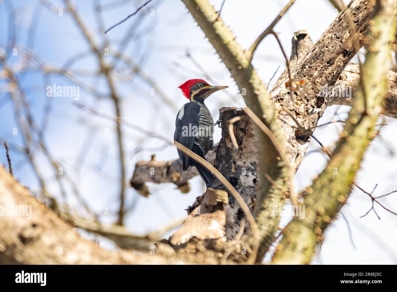 Male Lineated Woodpecker on the Trunk, looking for a Meal (Pica-pau de ...