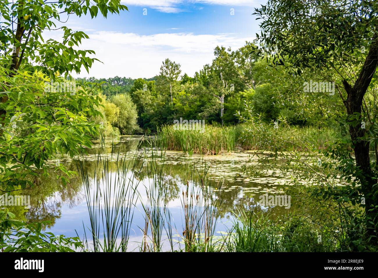 Beautiful grass swamp reed growing on shore reservoir in countryside to ...