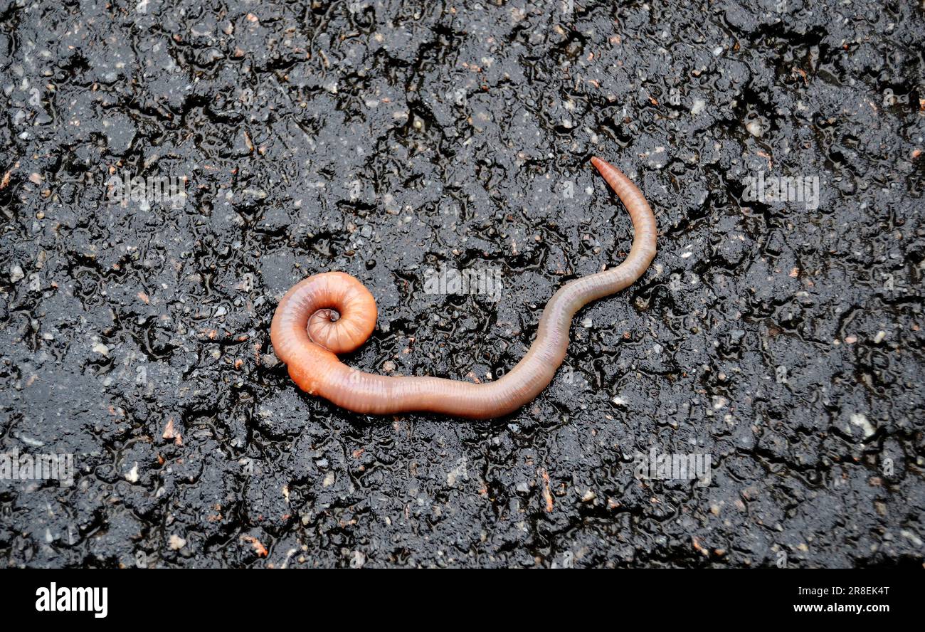 Red earthworm it live bait for fishing isolated on dark background, photography consisting of striped gaunt earthworm at asphalt, natural beauty from Stock Photo