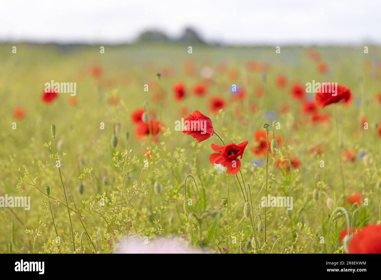 Image of poppy field in bloom during the day in springtime Stock Photo