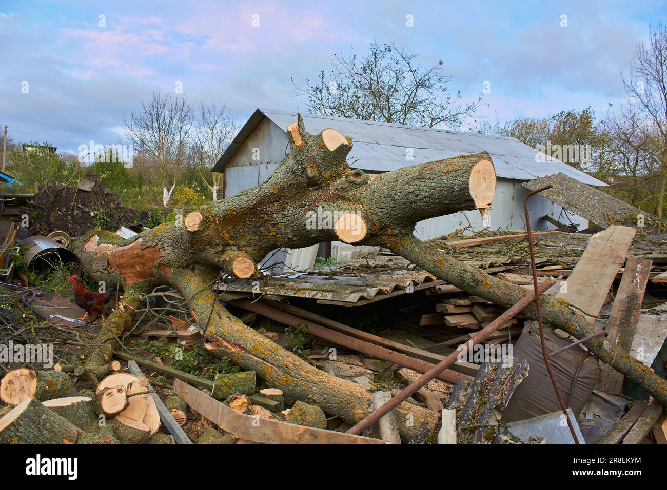 cut down a fallen tree after a storm Stock Photo