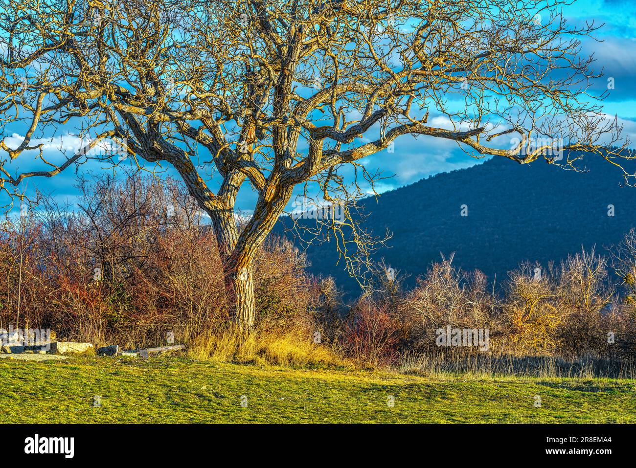 The warm sunset light illuminates the bark of the majestic leafless walnut in its winter guise. Abruzzo, Italy, Europe Stock Photo