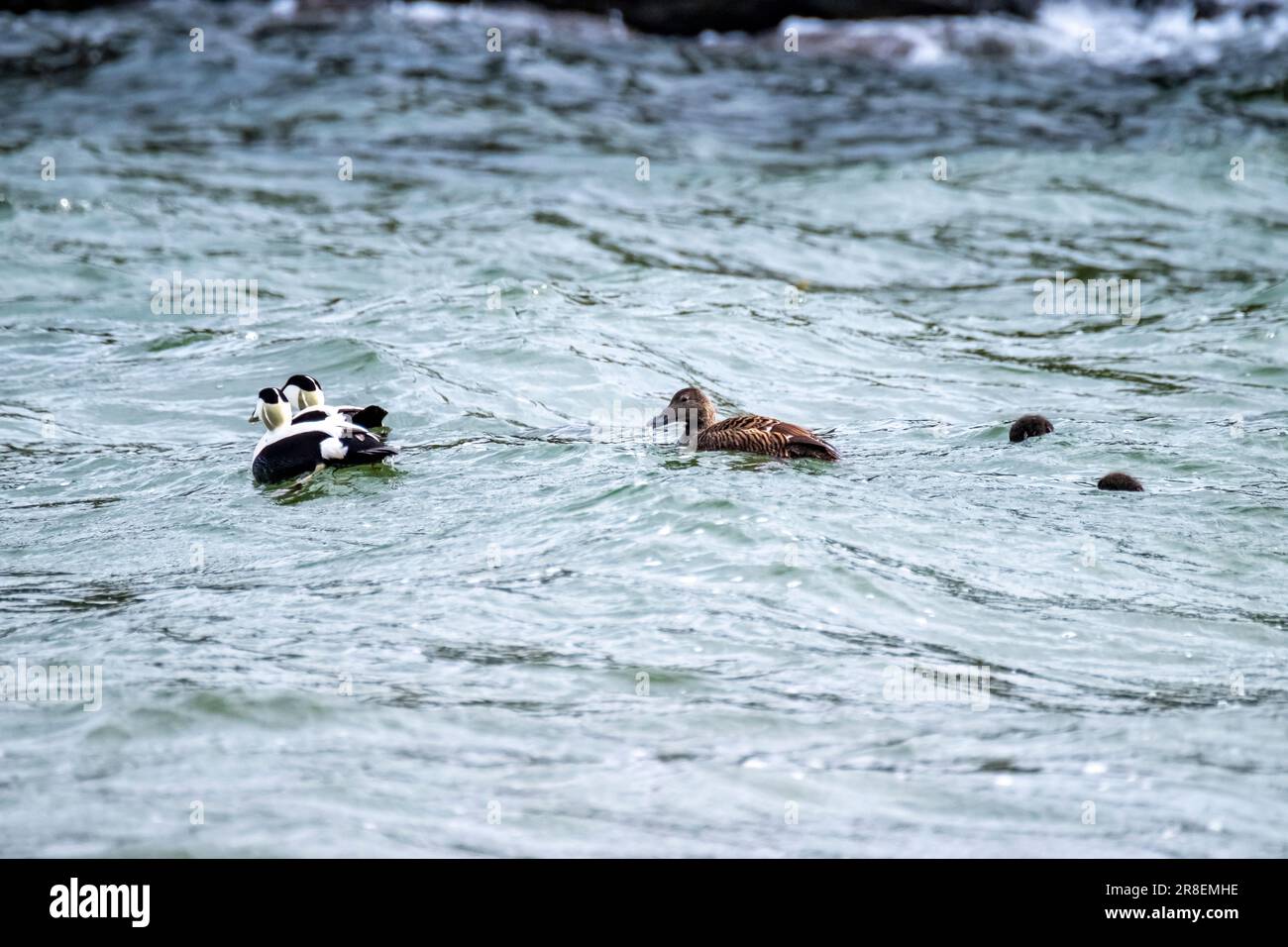 Common Eiders family training their ducklings on the Atlantic Ocean. Stock Photo