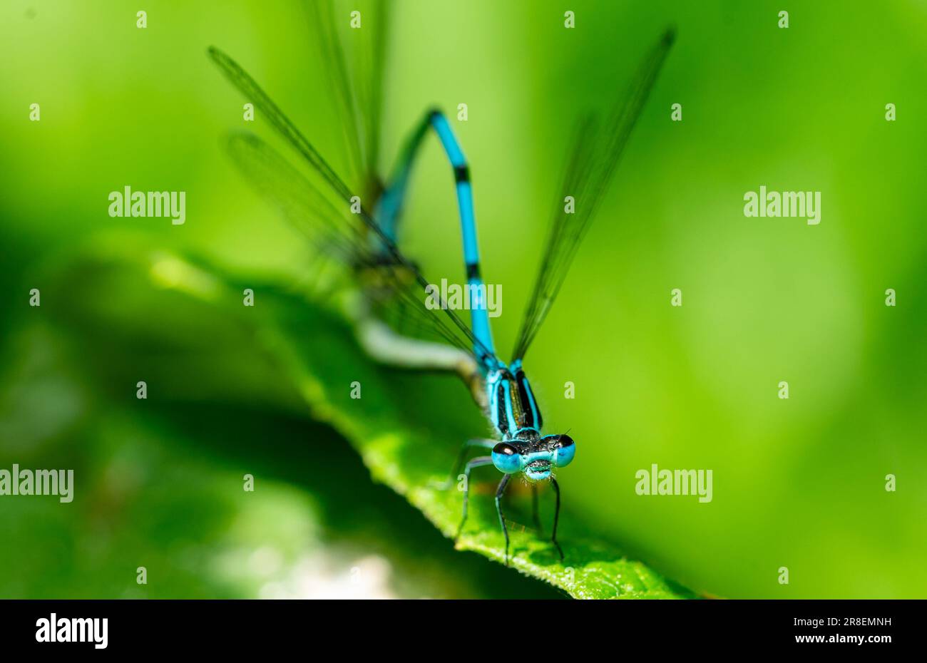 Closeup shot damselfly in hi-res stock photography and images - Alamy