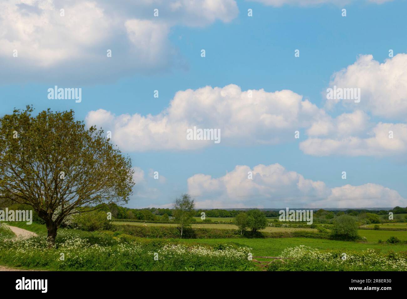 English,Landscape,Countryside,Blur Sky,Fluffy White Clouds,Kent,England Stock Photo