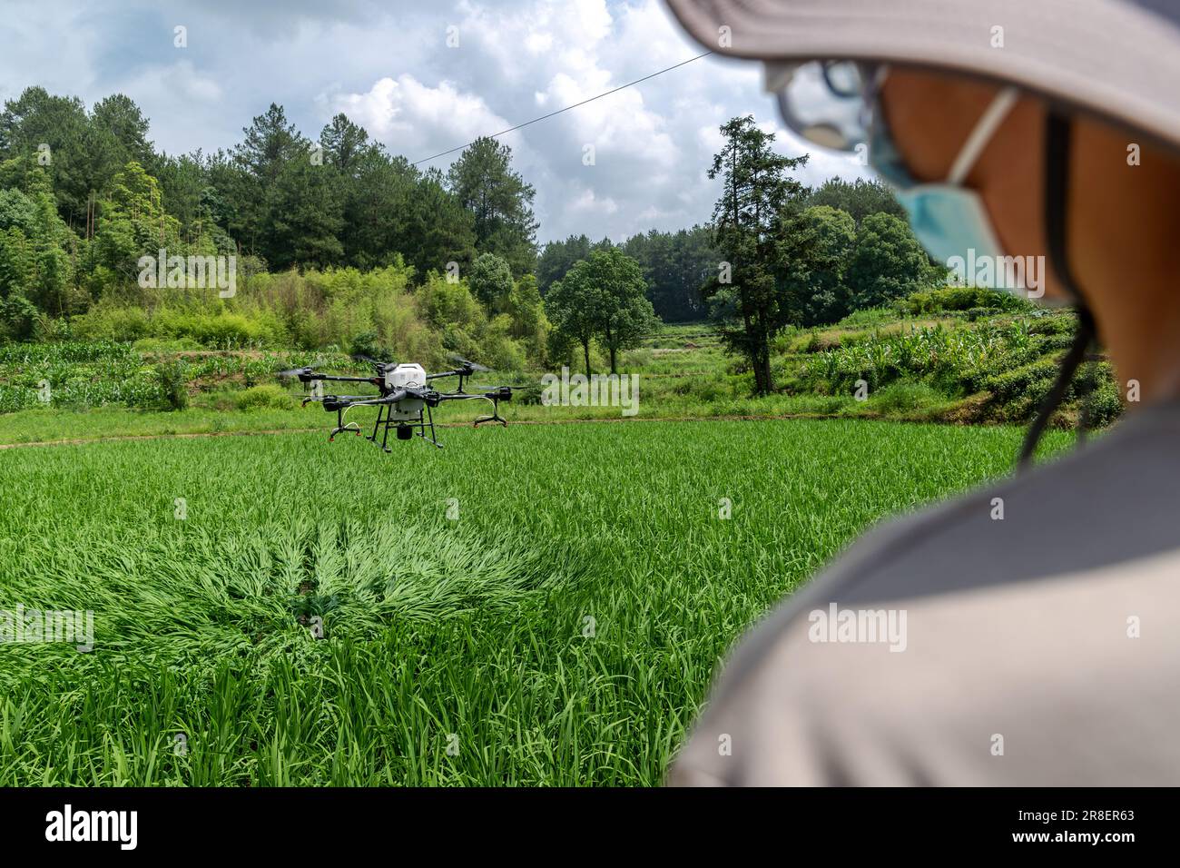 CHONGQING, CHINA - JUNE 20, 2023 - Farmers use a plant protection drone to "kill insects" for rice in Chongqing, China, June 20, 2023. It is reported Stock Photo