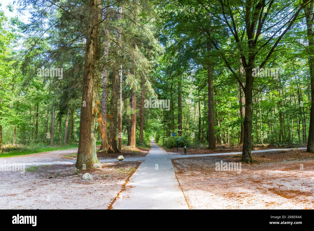 Bicycle path in the forest of Sleenerzand in Drenthe, Netherlands Stock Photo