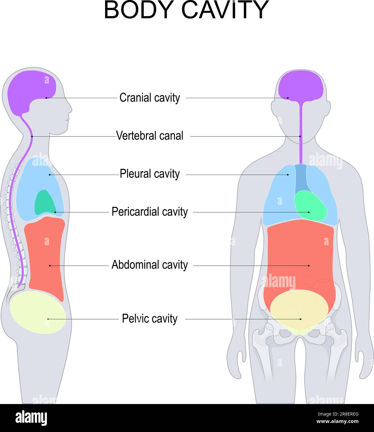 Body cavities. dorsal and ventral body cavities for internal organs or viscera. labelled vector illustration. front and side view of a human Stock Vector
