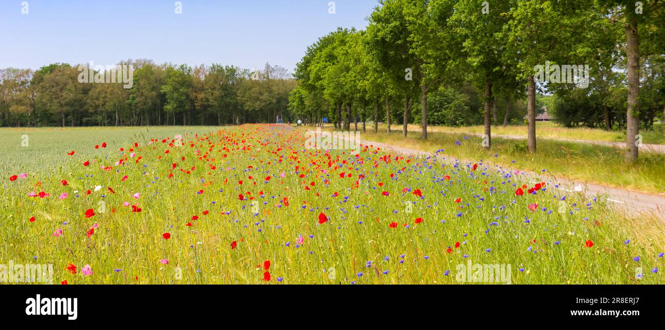 Panorama of poppies, cornflowers and other wildflowers at the bicycle path near Orvelte, Netherlands Stock Photo