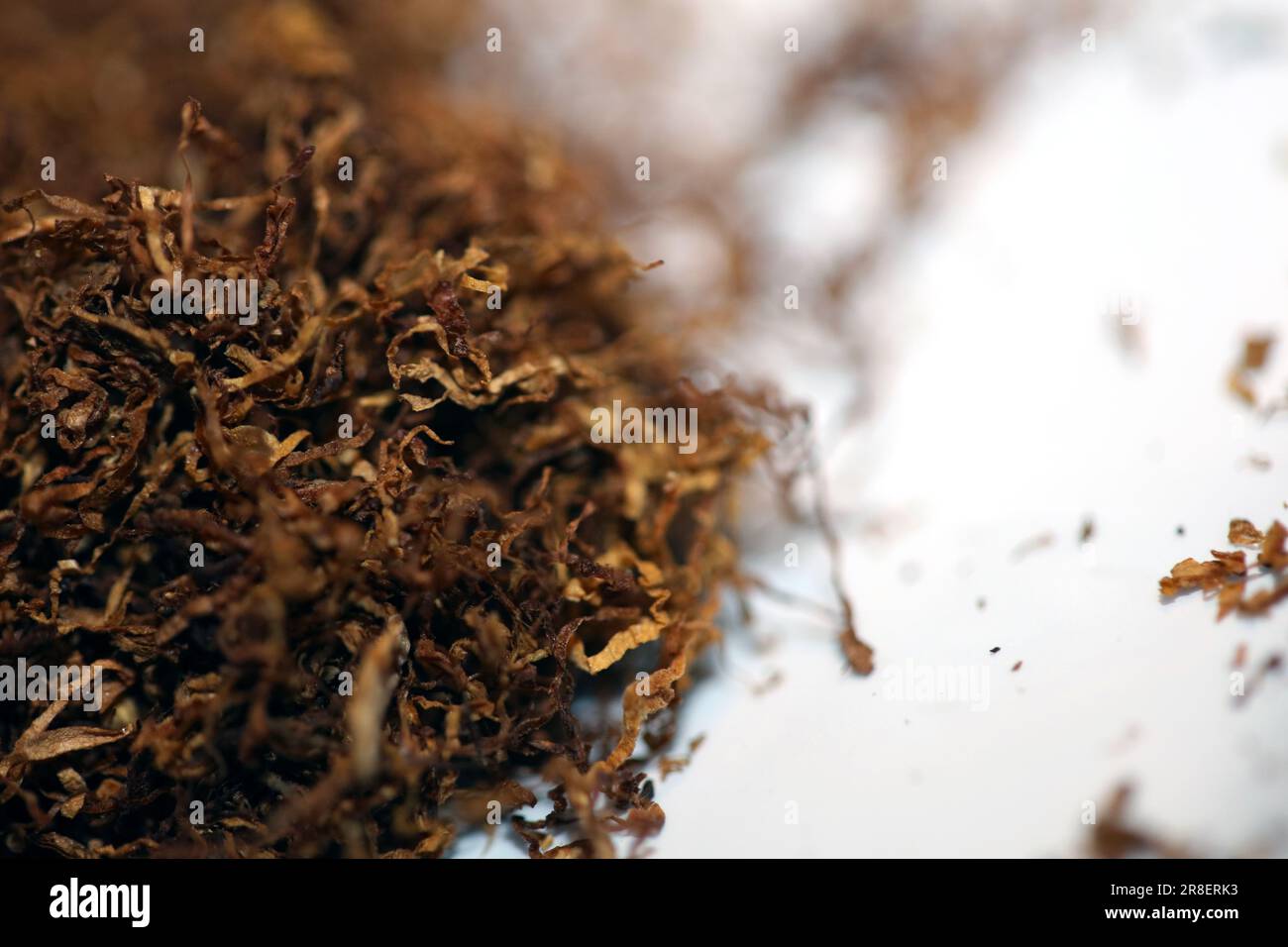 snort tobacco Sniff, sniff. World Snuff Championship competitors inhale tobacco in Germany
