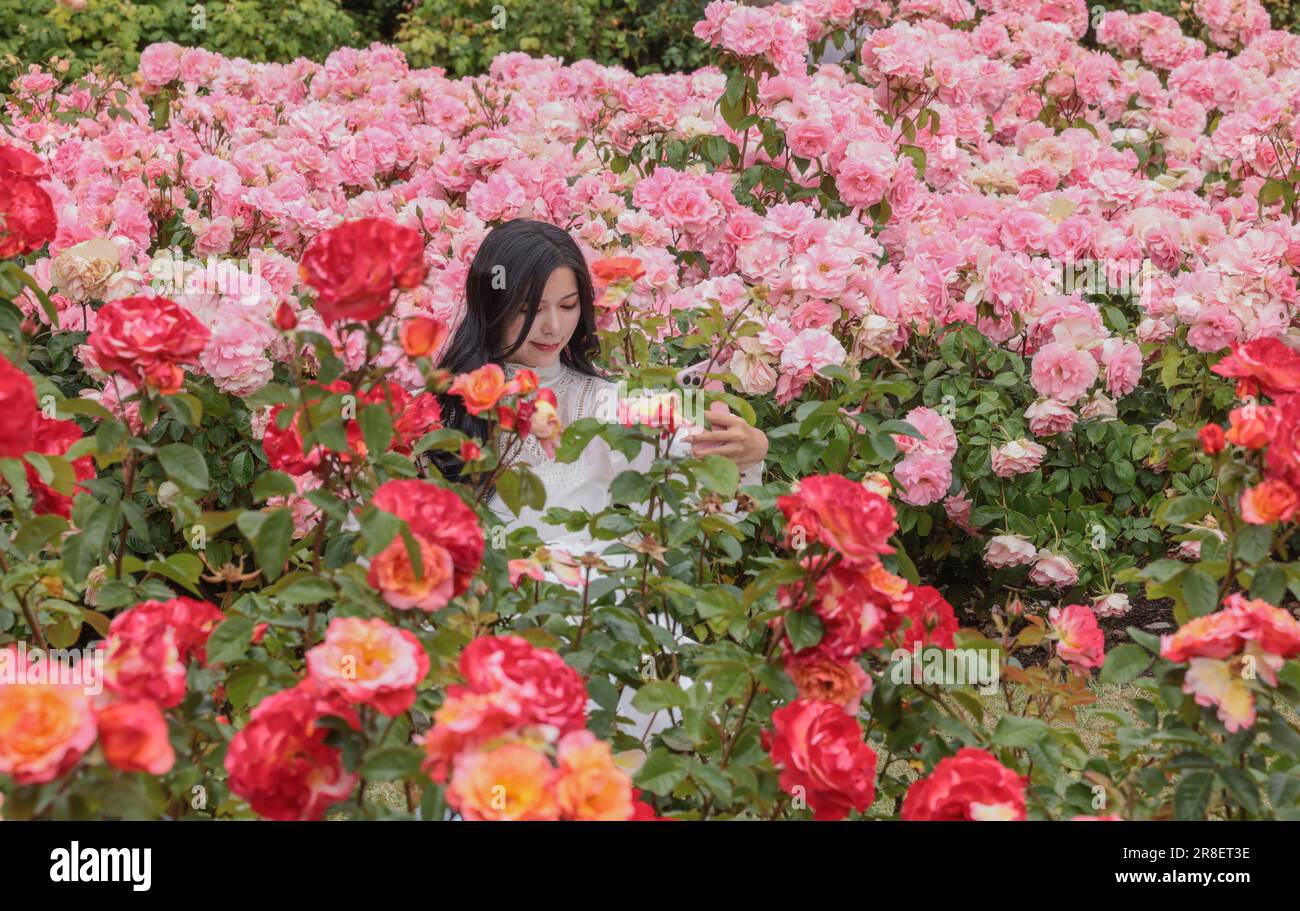 Woman taking a selfie among roses hi-res stock photography and images ...