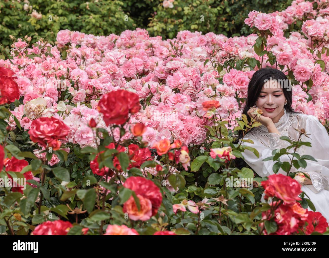 Woman taking a selfie among roses hi-res stock photography and images ...