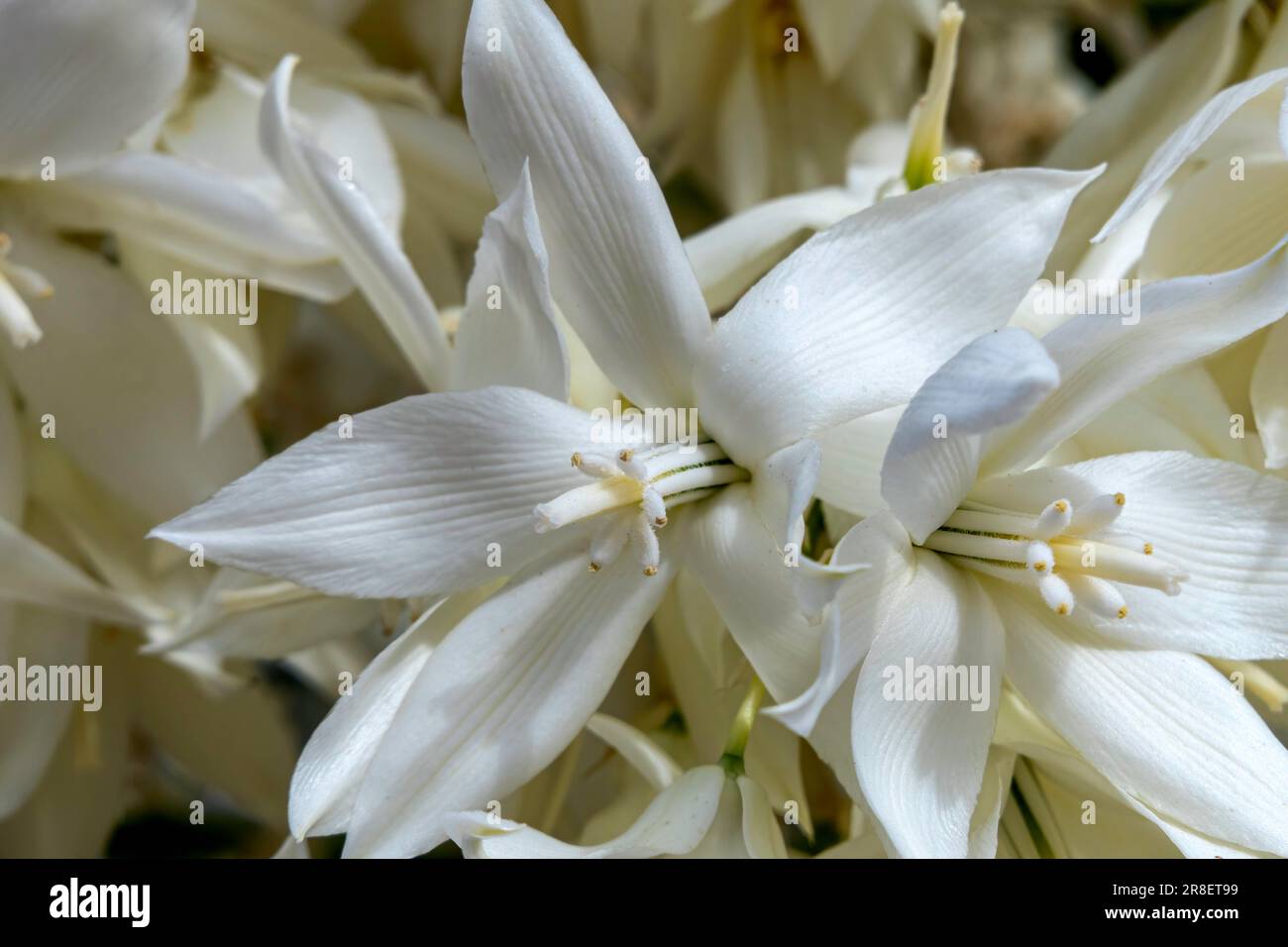 Delicate white flowers of Yucca Rostrata or Beaked Yucca plant close up. Selective focus Stock Photo