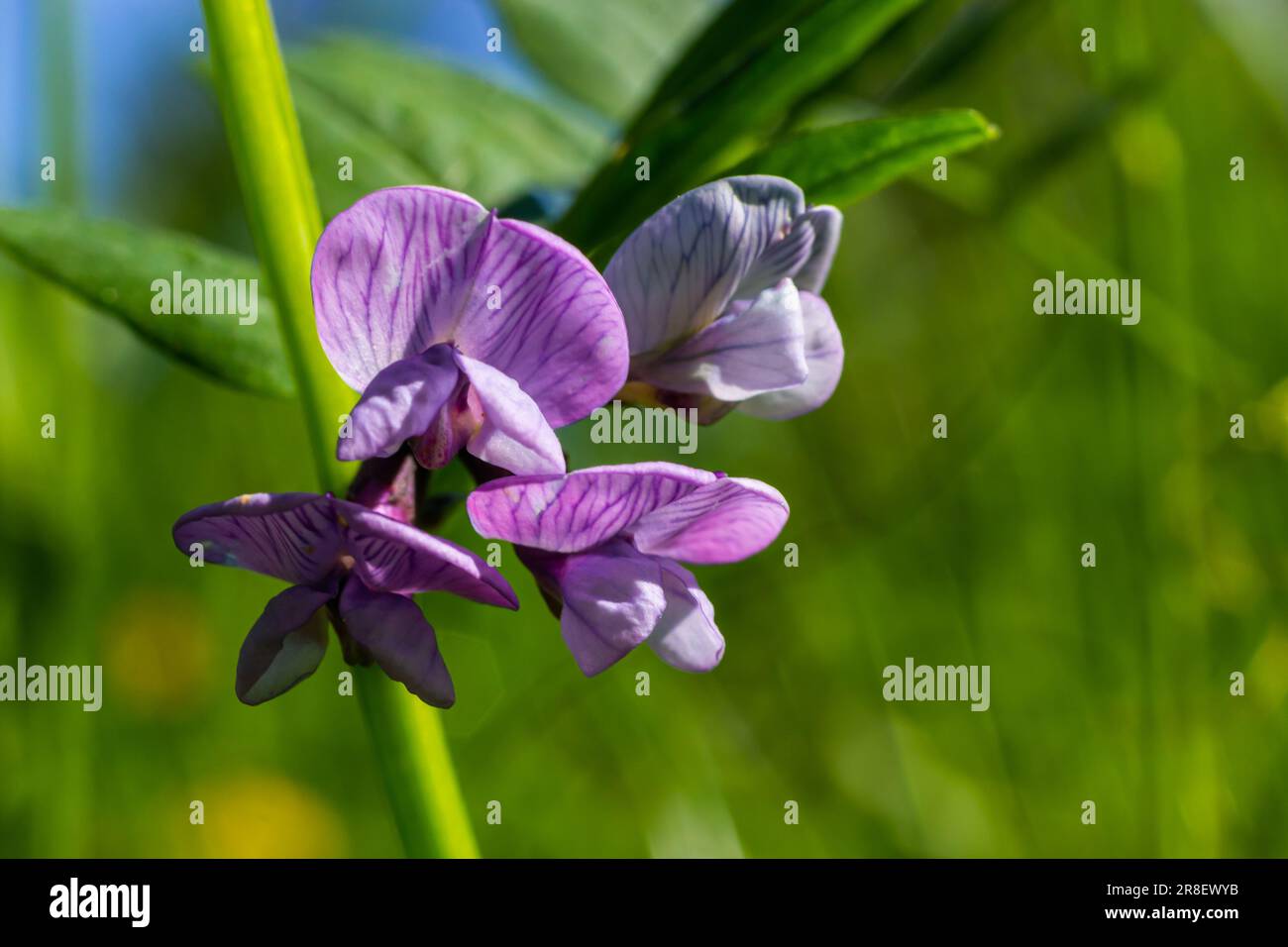 Vicia sepium or bush vetch is a plant species of the genus Vicia. Bush vetch Vicia sepium blooming on a meadow. Stock Photo