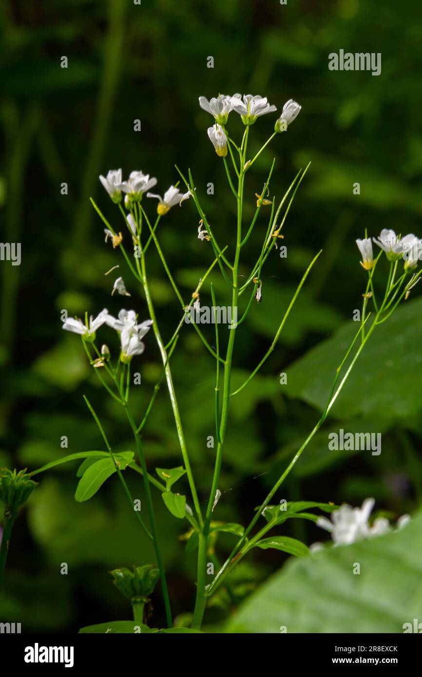 Cardamine amara, known as large bitter-cress. Spring forest. floral background of a blooming plant. Stock Photo