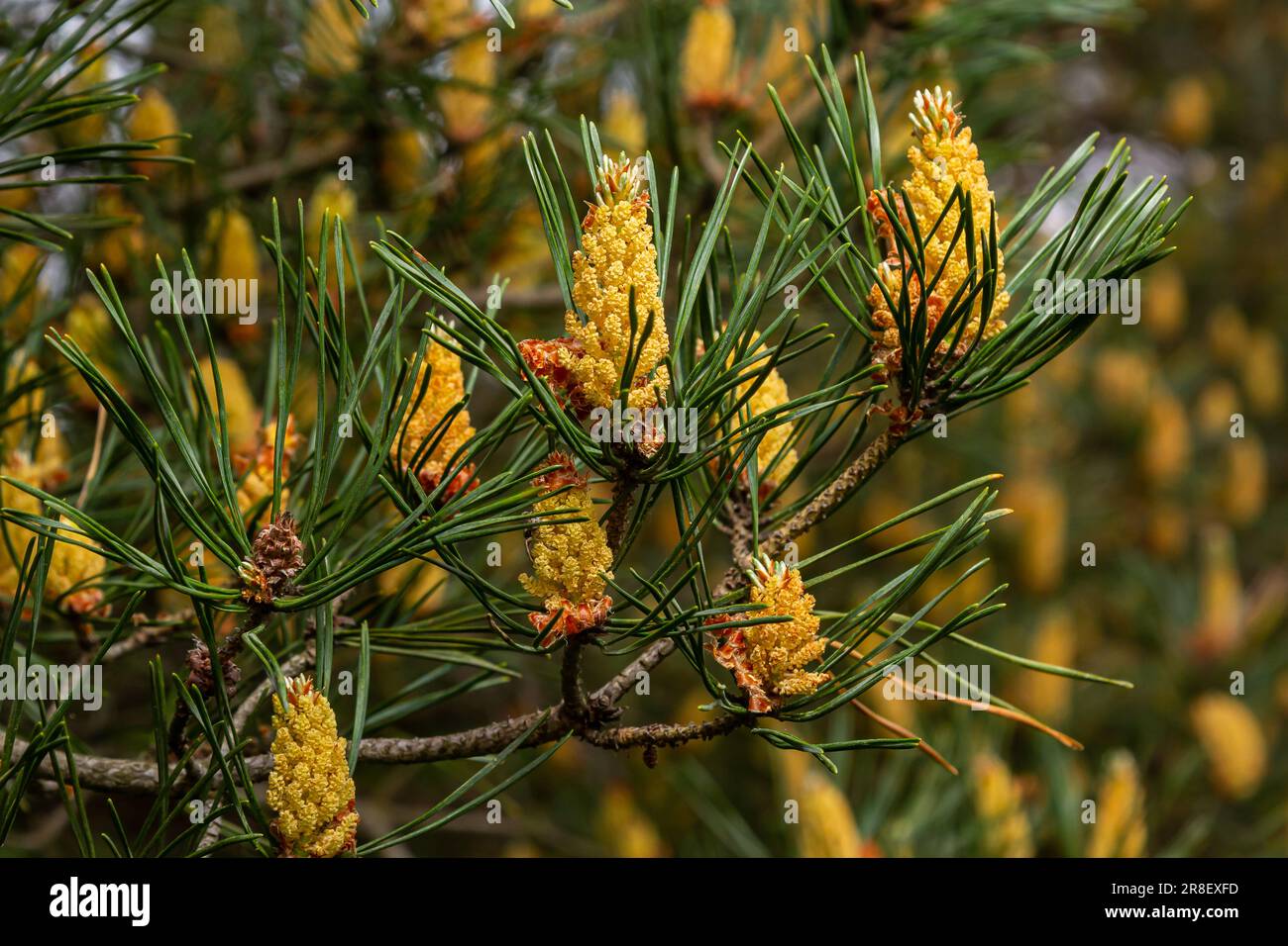 sylvestris Scotch European red pine Scots or Baltic pine. closeup macro selective focus branch with cones flowers and pollen over out of focus backgro Stock Photo