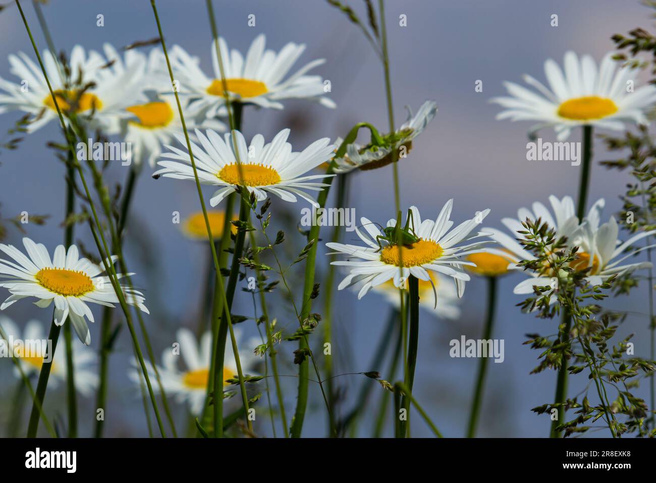 Wild daisy flowers growing on meadow, white chamomiles. Oxeye daisy, Leucanthemum vulgare