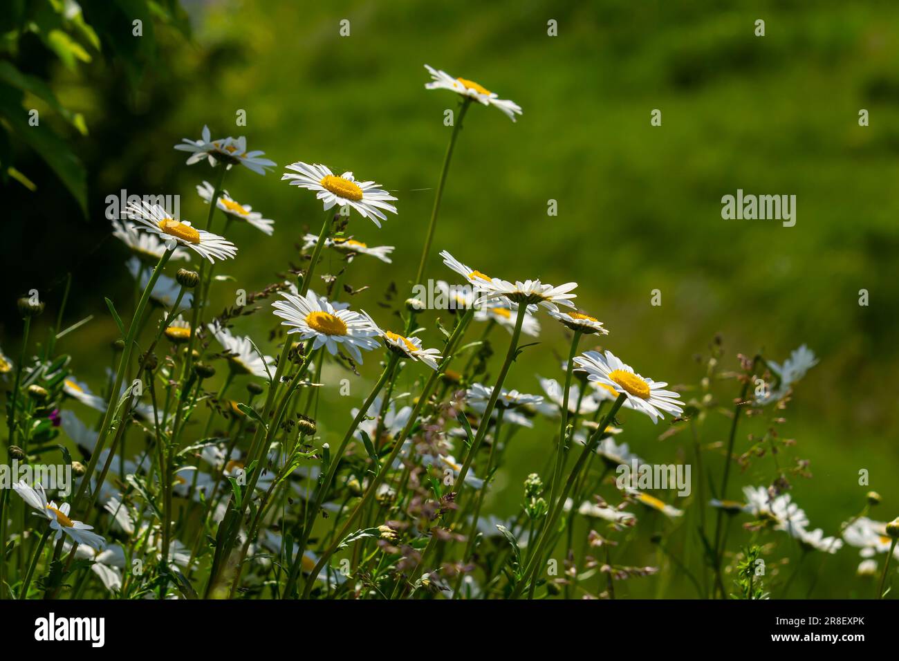 Wild daisy flowers growing on meadow, white chamomiles. Oxeye daisy, Leucanthemum vulgare