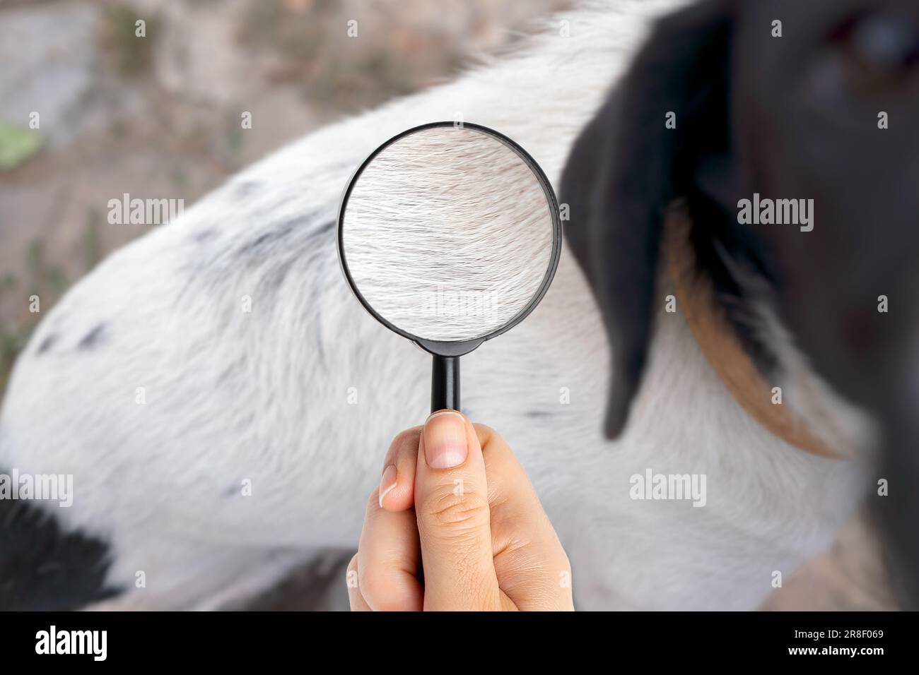 Close up of magnifying glass focusing on fleas on dog fur Stock Photo