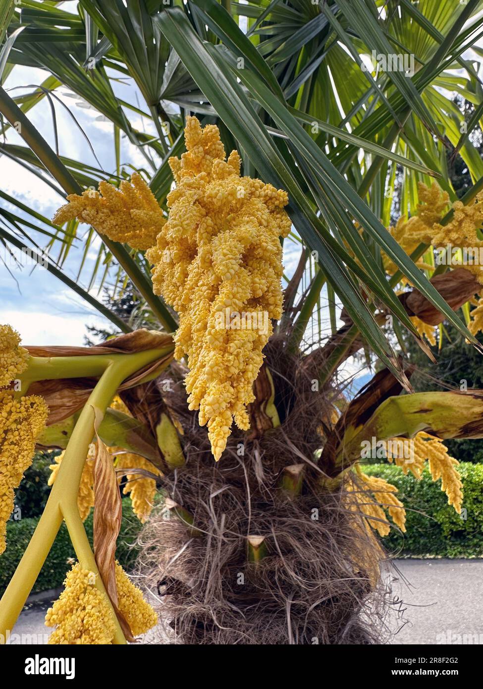 Flowering palm tree hi-res stock photography and images - Alamy