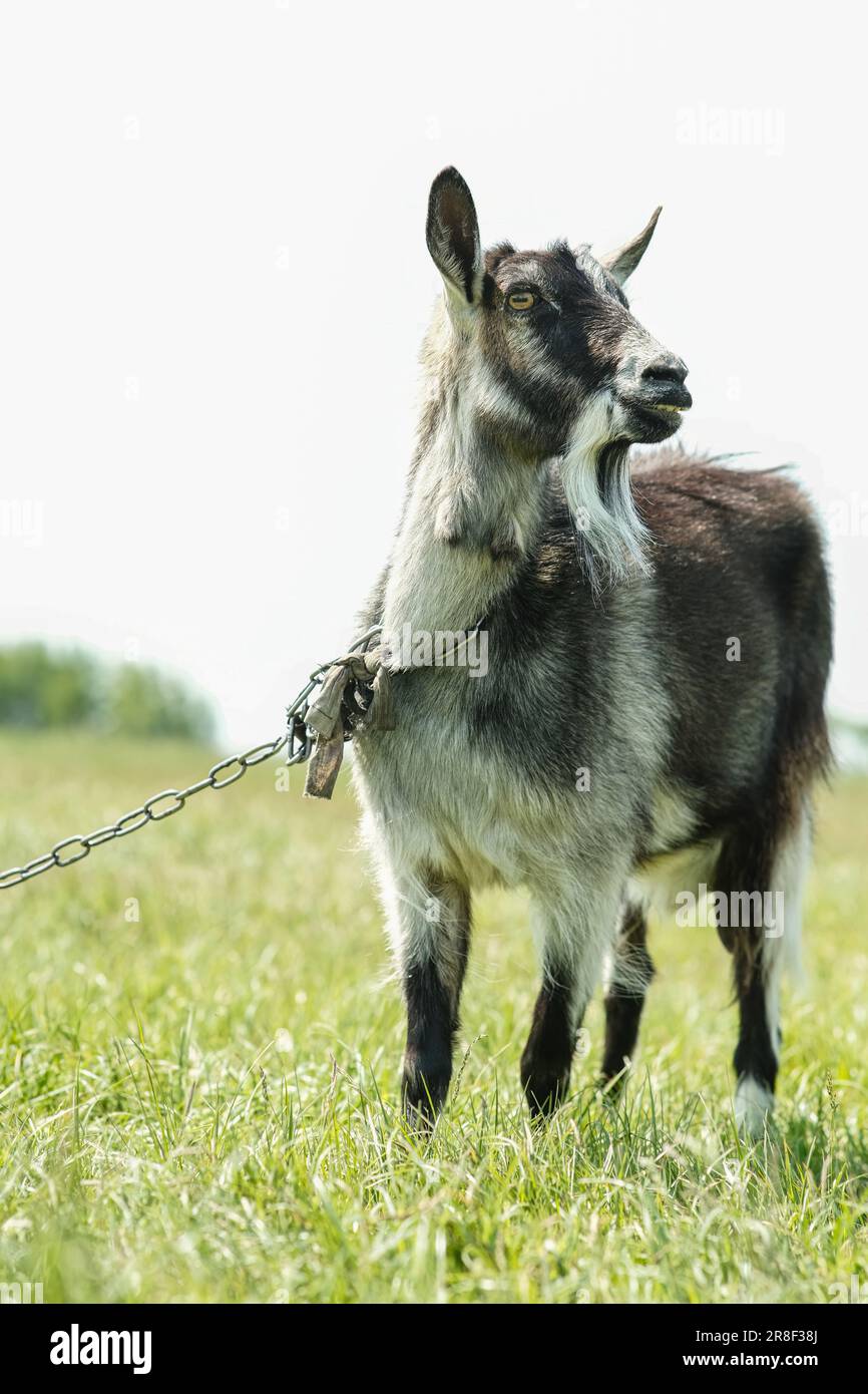 Gray spotted hornless goat. The goat grazes on the green grass. Goat
